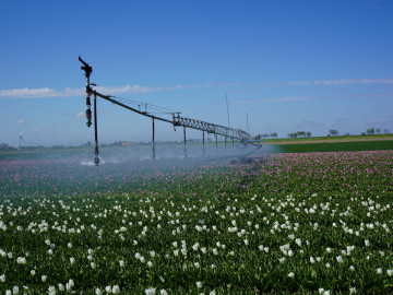 HMB50 Tulips