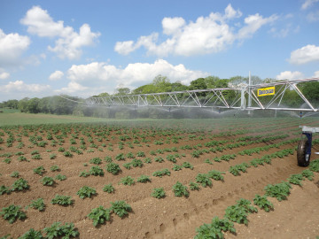 R50 2 one side scab control in Lincs v2