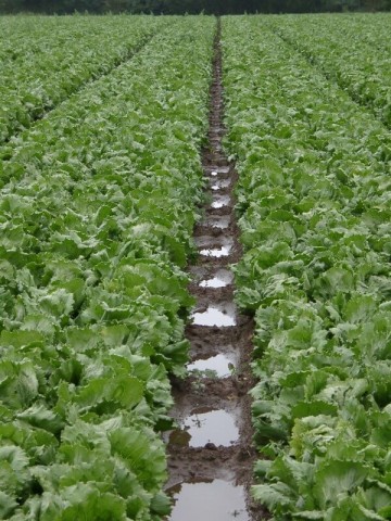 Soil Dams irrigated in lettuce 2